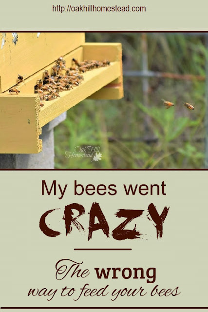 Don't feed your bees this way! My mistake made my bees go crazy.