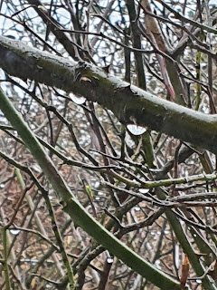 Raindrops on branch