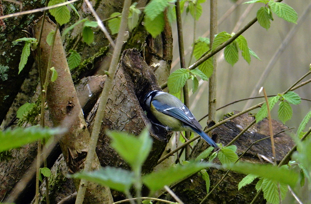 Jozef van der Heijden Natuurfotografie Natuurlijke