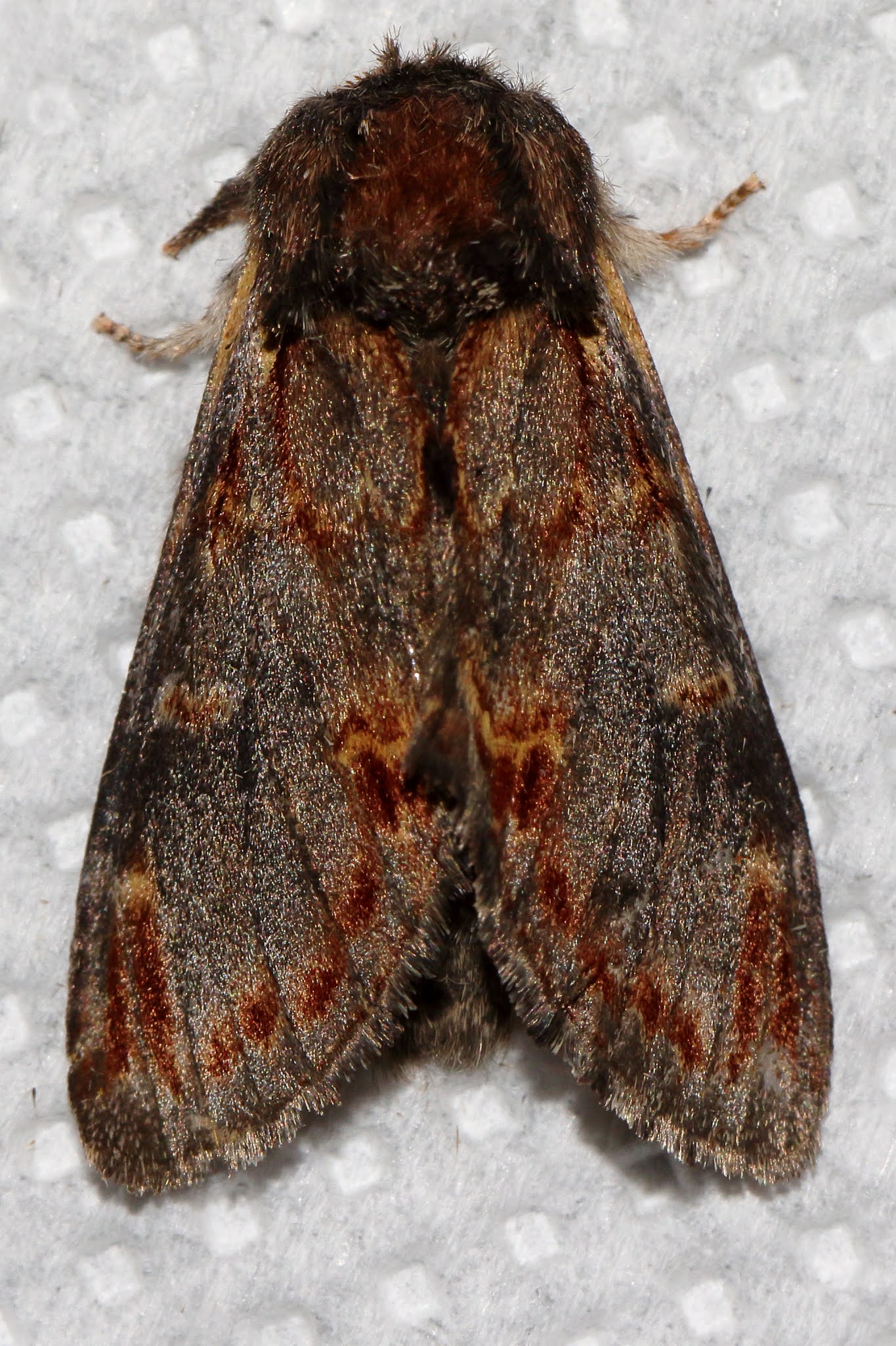 Butterflies, Dragonflies, Moths & other Insects Iron Prominent Moth