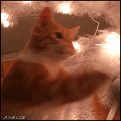 Funny Cat GIF • Happy cat playing hard with a Xmas bauble. Boxing time. Funny Cat GIF • Happy cat playing hard with a Xmas bauble. Boxing time.