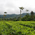 Indahnya Alam Agro Gunung Mas - Bogor