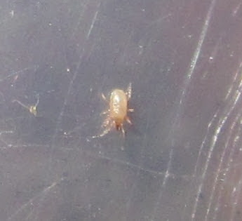 PredatoryMites%25233.JPG