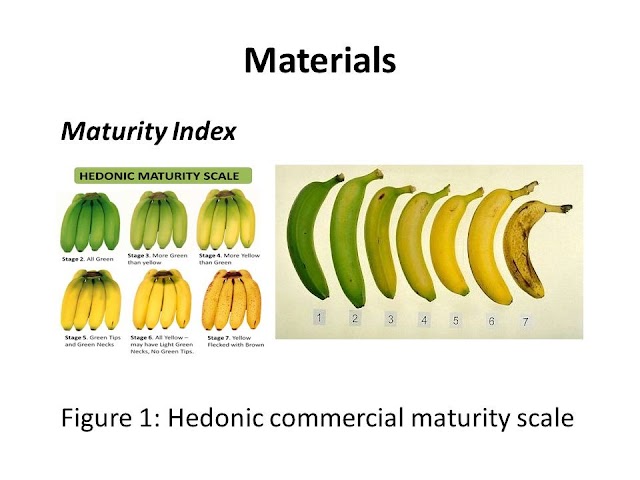   what is Banana?/Banana Benefits/Characteristics  of banana /Explanation about banana