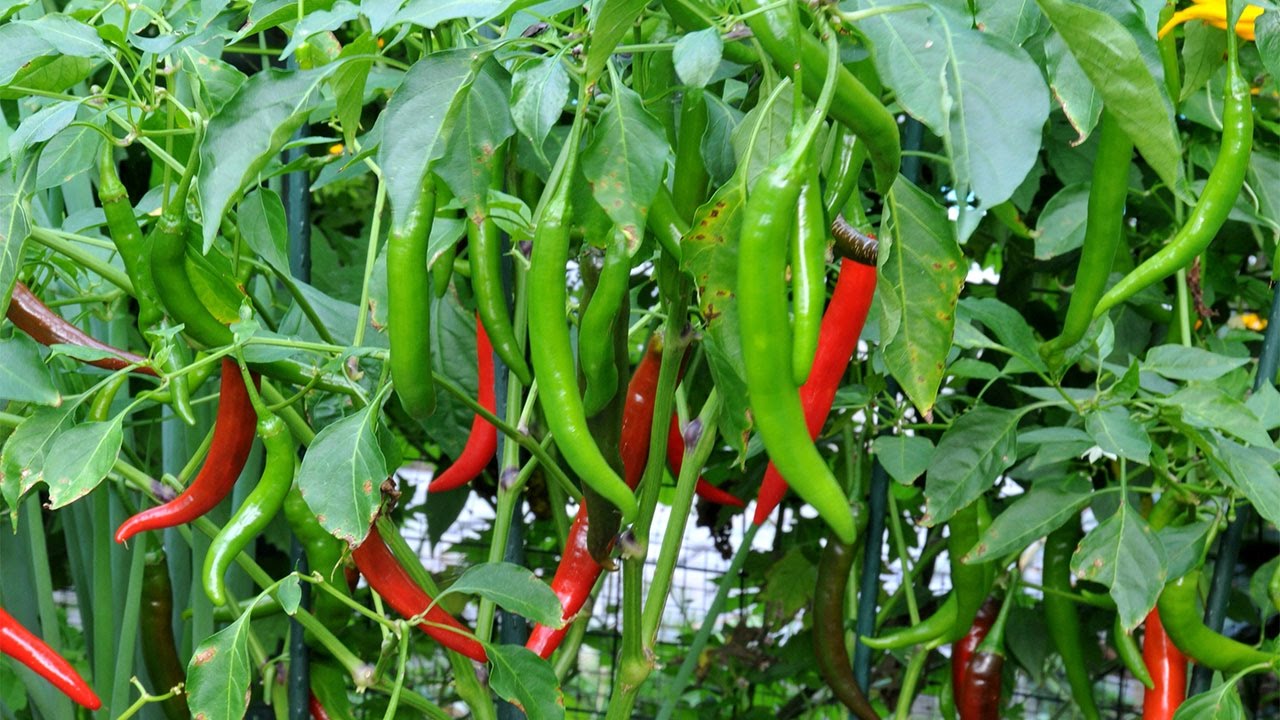 CHILLI REDUCES OR ELIMINATES FEVER