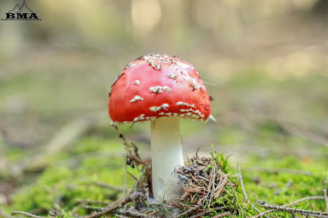 wandern Westerwald BMA outdoor blog - rund um den Köppel - Wanderung Westerwald Premiumwanderung