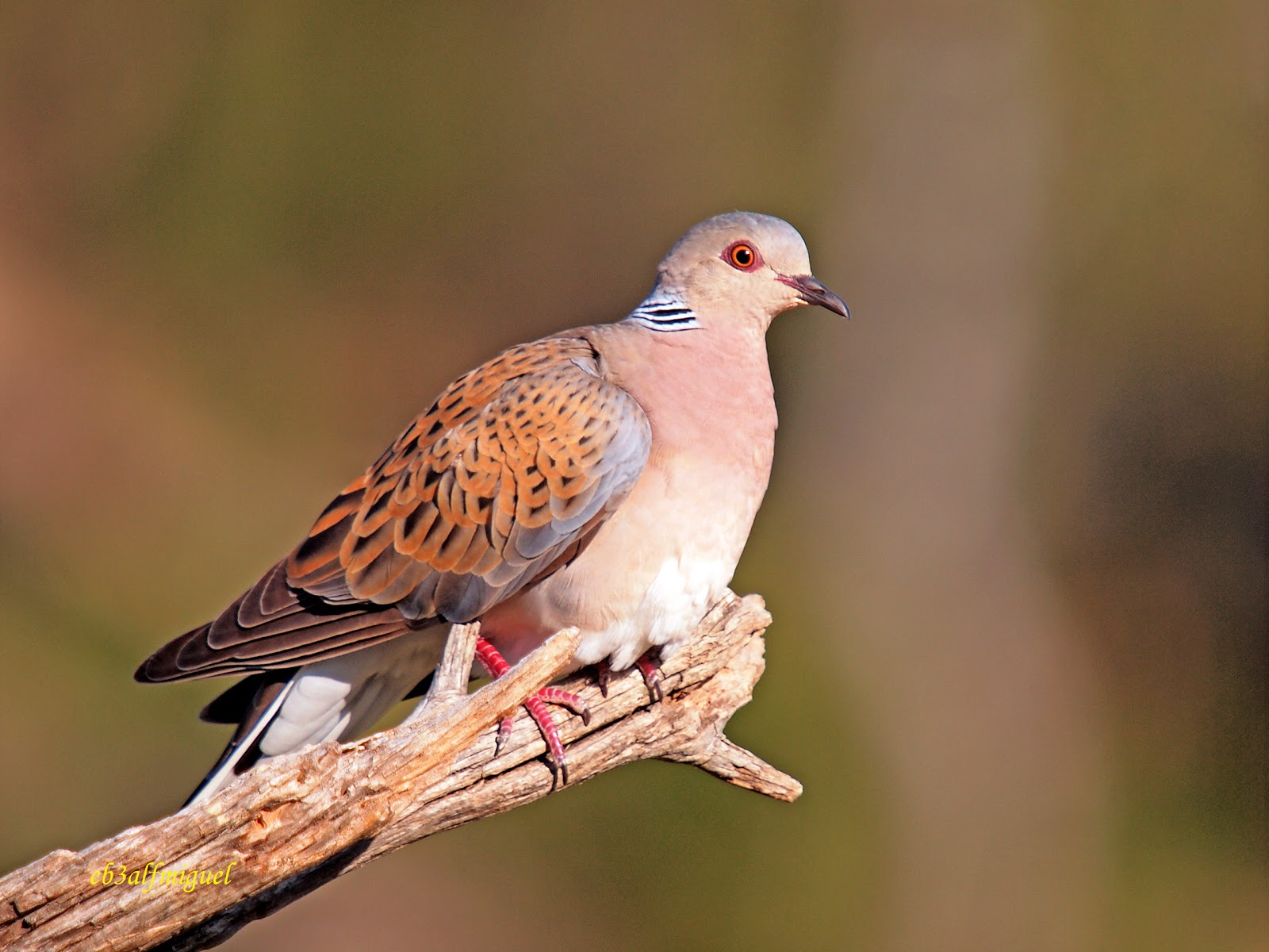 MIS AMIGAS LAS AVES Tórtola europea (Streptopelia turtur)