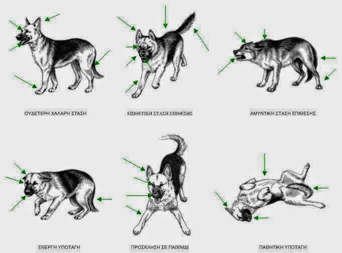 Η γλώσσα του σώματος ενός σκύλου