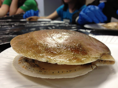 Ocean Observations: Scallops