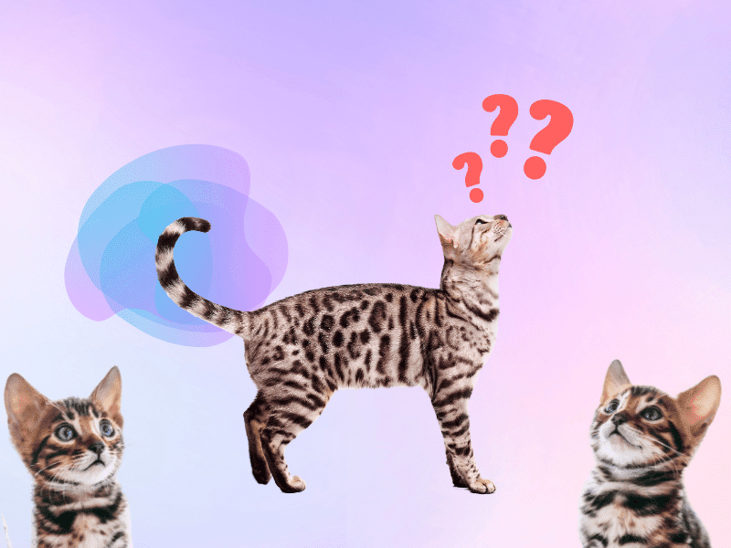 ¿Cómo diferenciar a una gato Bengalí?