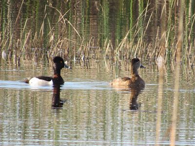 Sacramento National Wildlife Refuge California