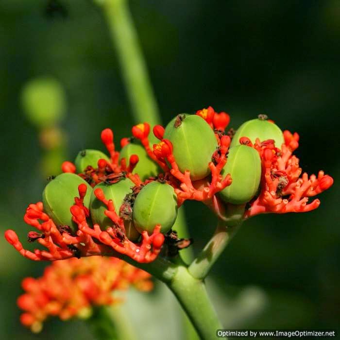 Jarak Bali (Jatropha podagrica Hook.)