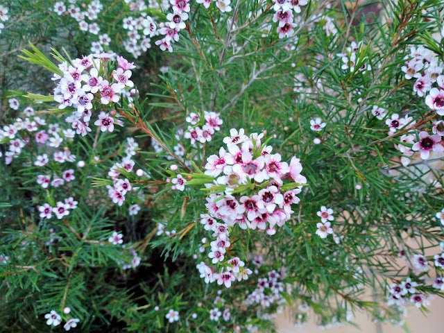 Flor de cera (Chamelaucium uncinatum Desf.).
