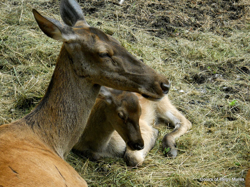 Erbivore, Tg. Murez ZOO. Deers at the Targu Mures Zoo.