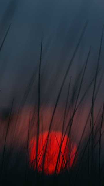 HD Wallpaper Red Sunset Grass HD Wallpaper Red Sunset Grass