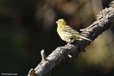 Gafarró (Serinus serinus)