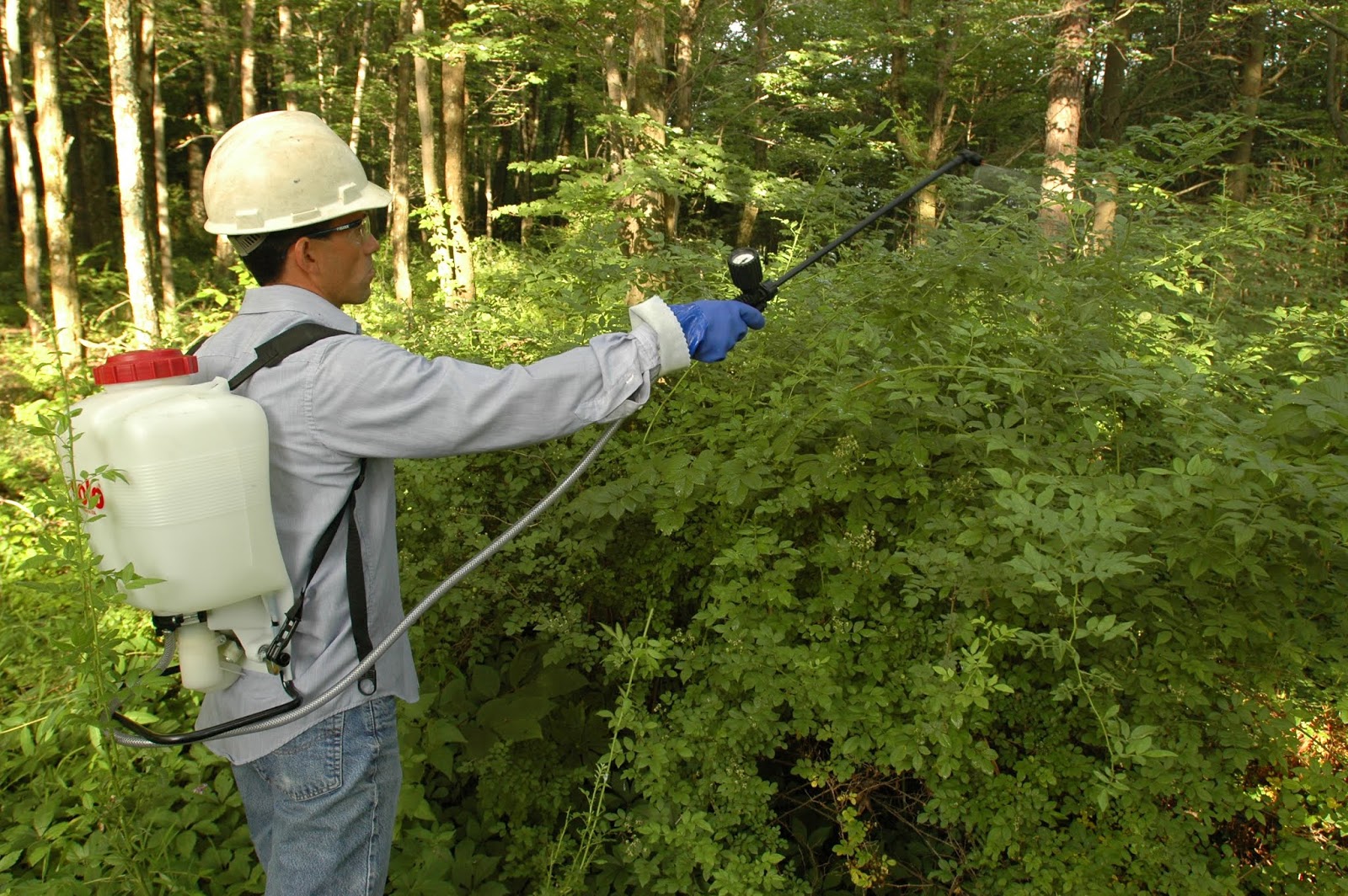 Central Pennsylvania Forestry Control Forest Pests by a