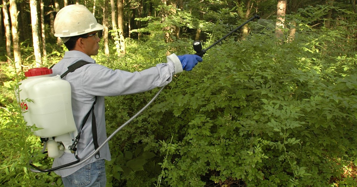 Central Pennsylvania Forestry Control Forest Pests by a