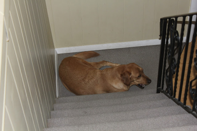 golden labrador dog likes to eat used tissues strange addiction