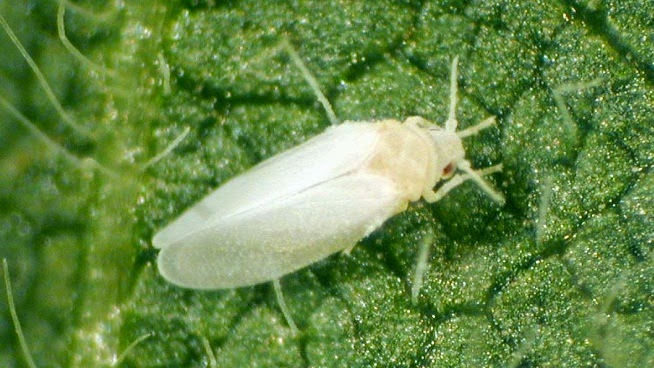 mosca blanca