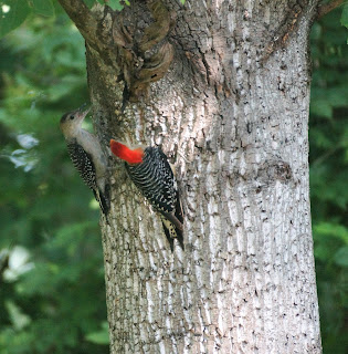 woodpecker