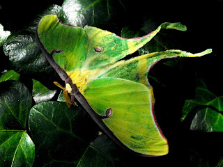 Luna moth (public domain photo)