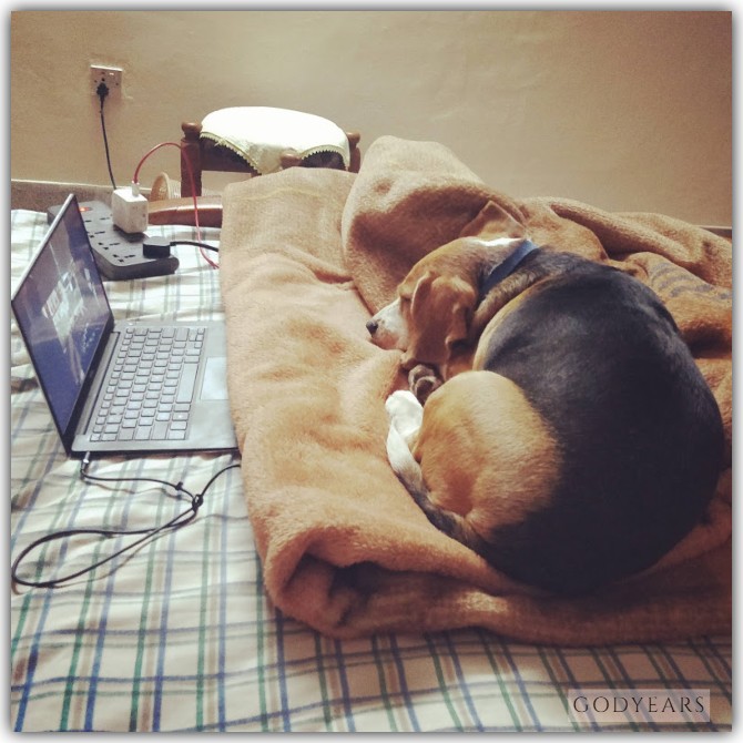 beagle watching tv show on laptop