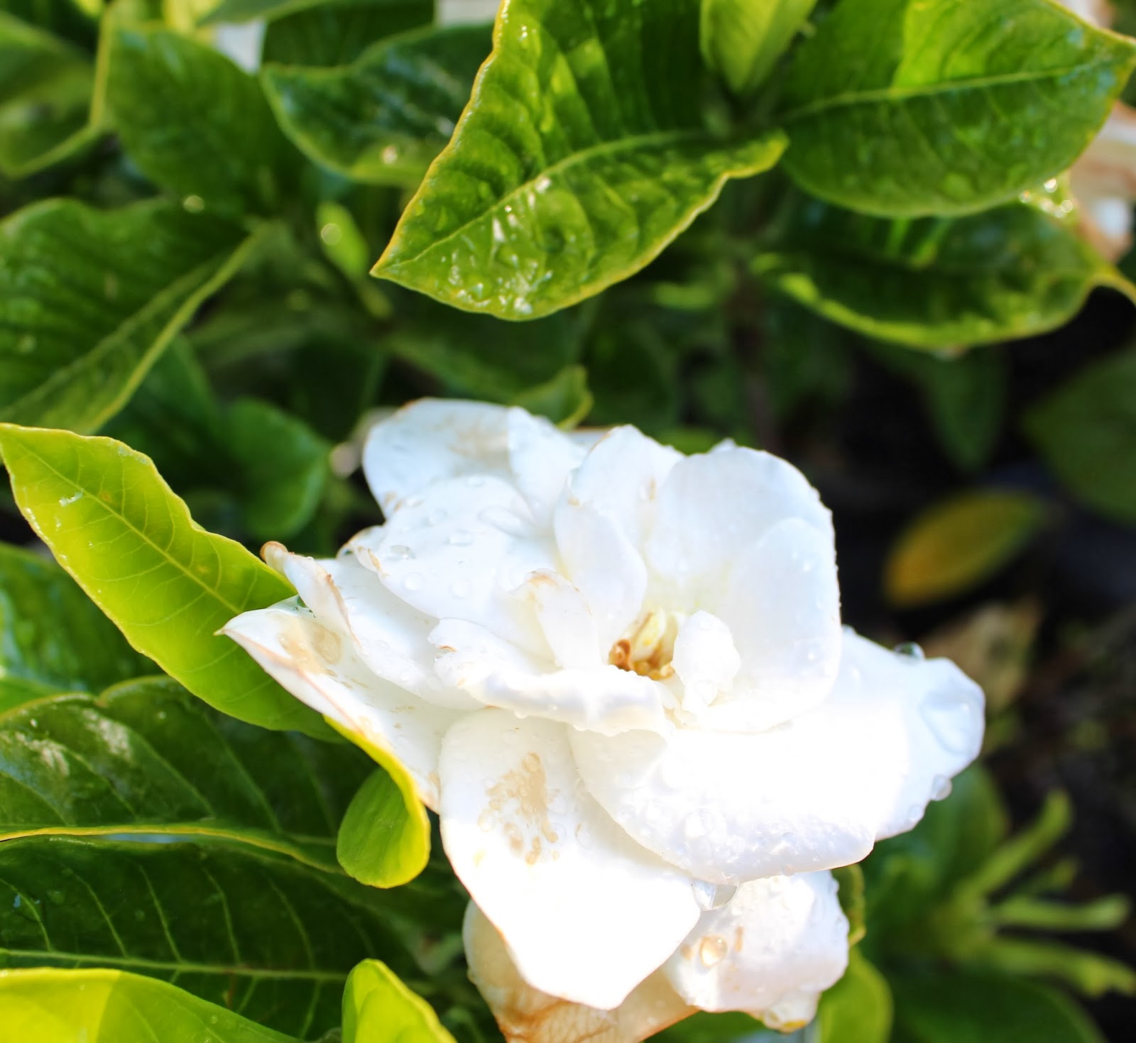Florez Nursery Gardenia augusta 'Magnifica'