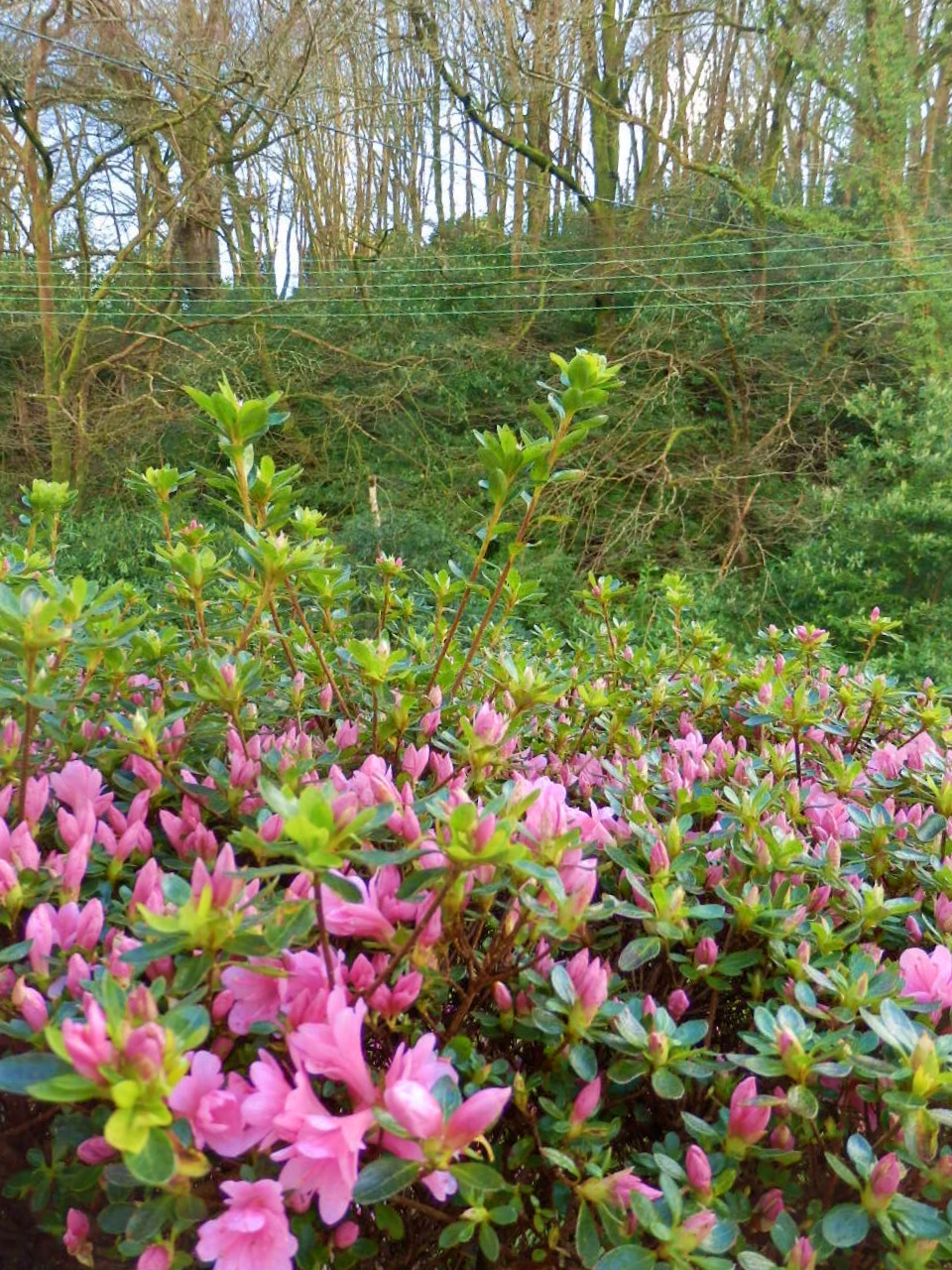 Mike's Cornwall Beautiful Flowers in Cornwall
