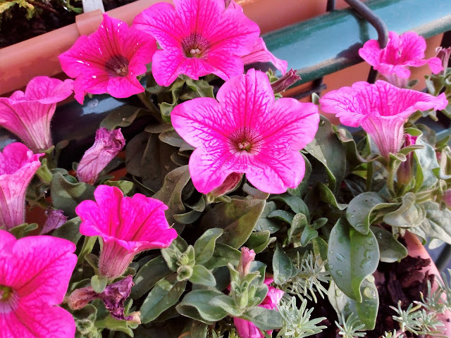 Surfinia o petunia péndula (Petunia x atkinsiana).