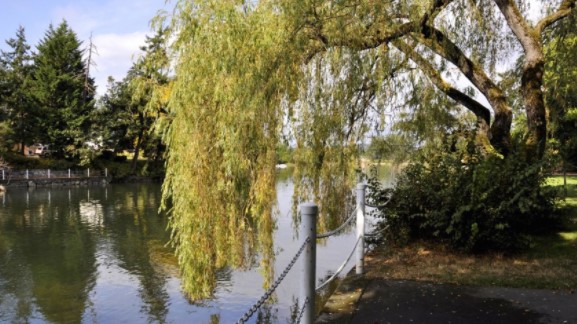 willow tree pictures
