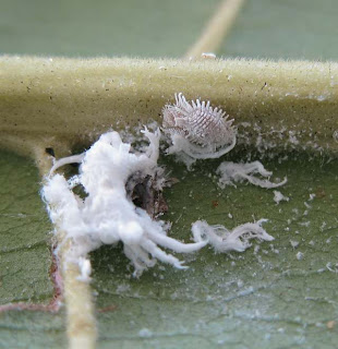 Cryptolaemus are a species of Ladybird