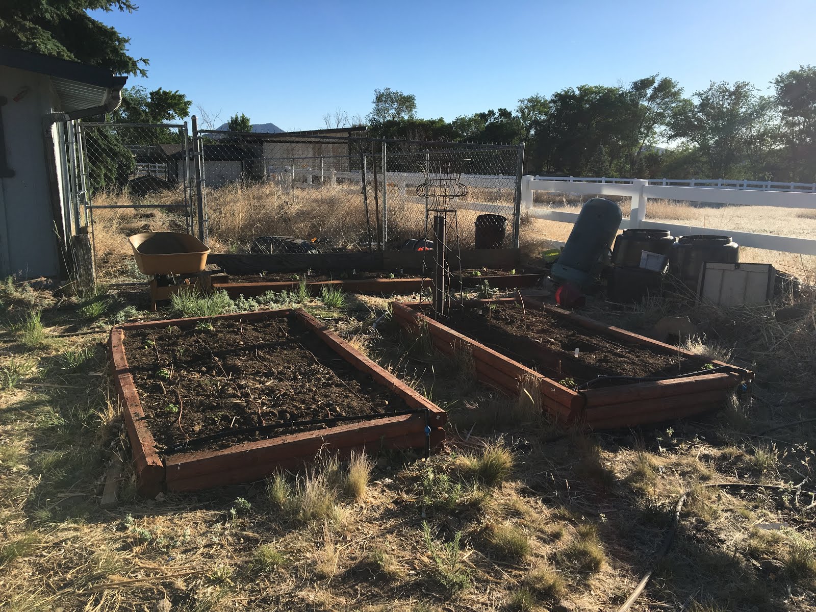 Gardening with Altitude and Attitude: June 2018