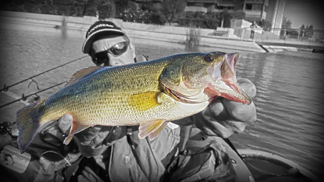 HÉRAULT FLOAT TOUR MONTPELLIER 2016 BASS