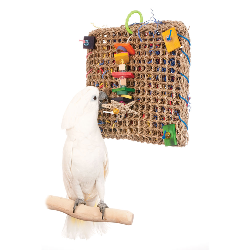 Bird In Everything Bird Foraging