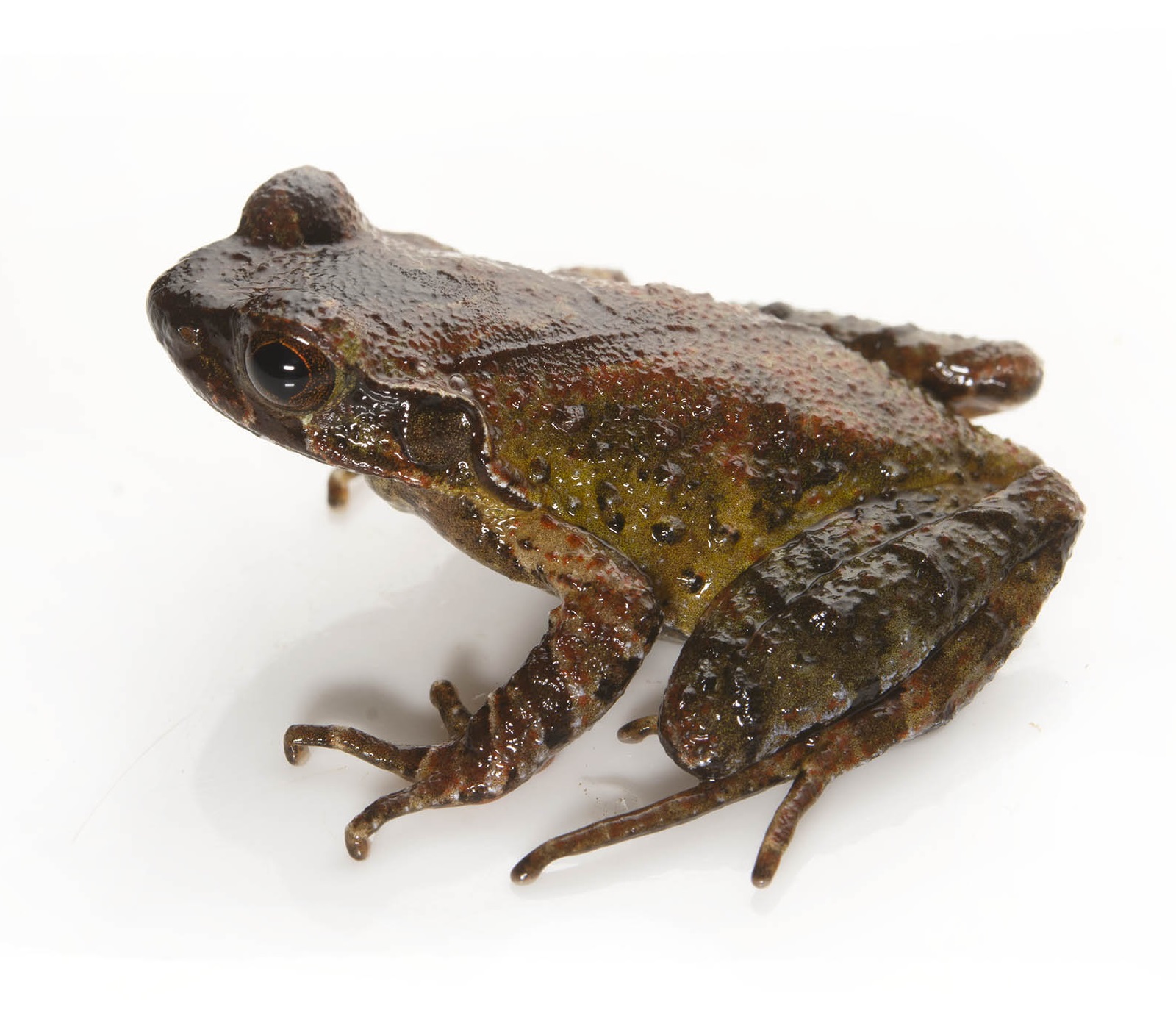 Species New to Science [Herpetology • 2020] Megophrys frigida • A New