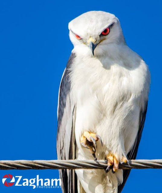 Hawks, kites and eagles (4112)