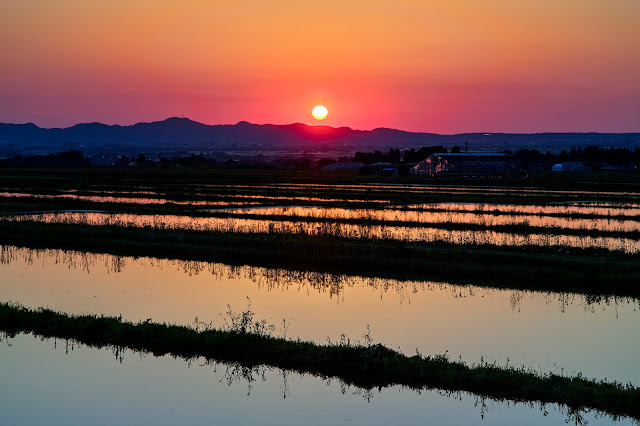 夕陽と水田 / Sunset and paddy fields
