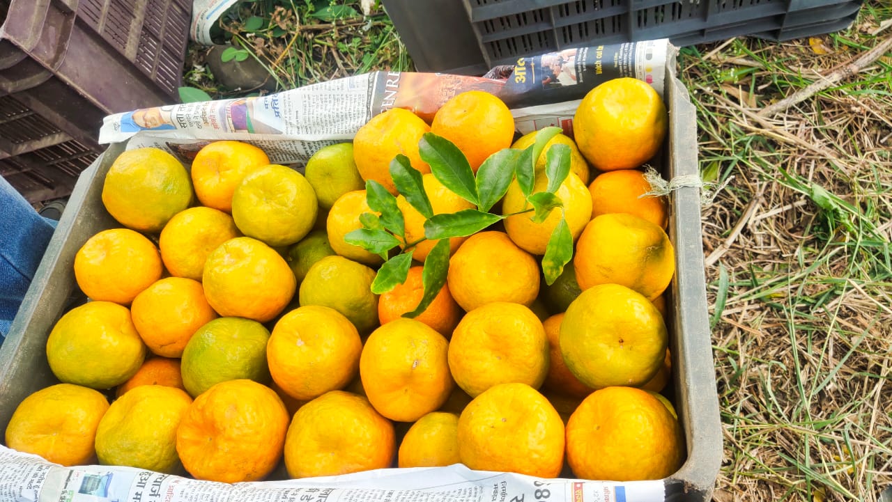Order Nagpur Oranges Directly Form Farms at 12rs