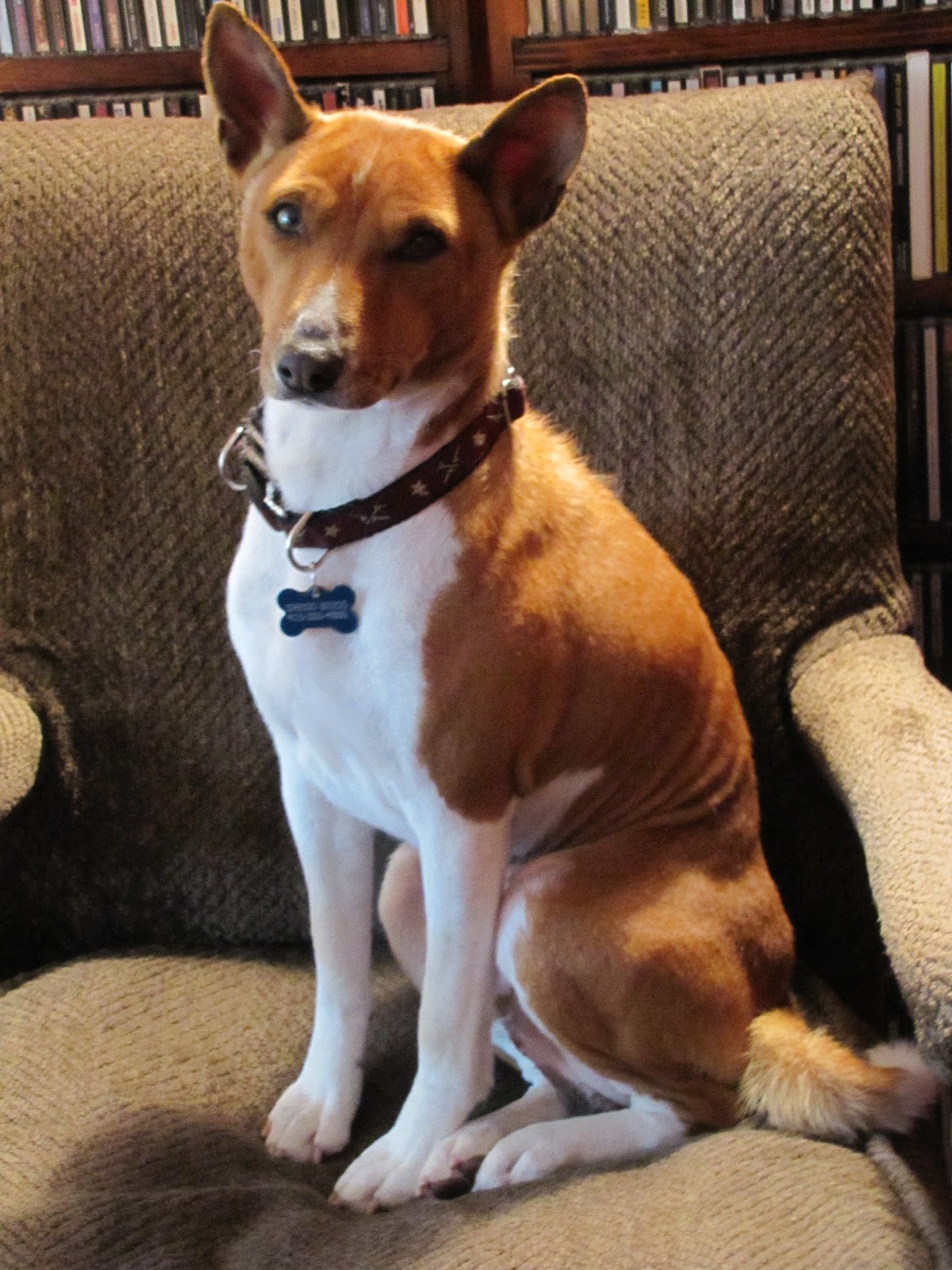 Basenji Rescue and Transport Blog: Off the Table