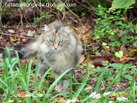 feral cat in park