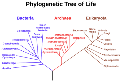 Phylogenetic (evolution) trees are used to explain many things, but they actually have little value. That does not stop evolutionists from modifying and making more of them, however.