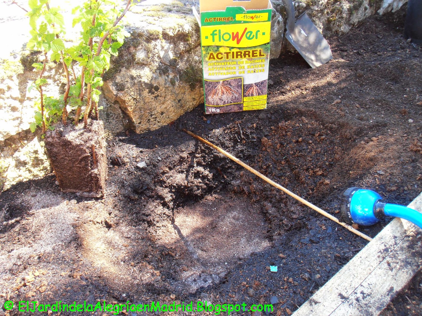 El jardín de la alegría : Las bayas. Plantar un frambueso (Rubus idaeus