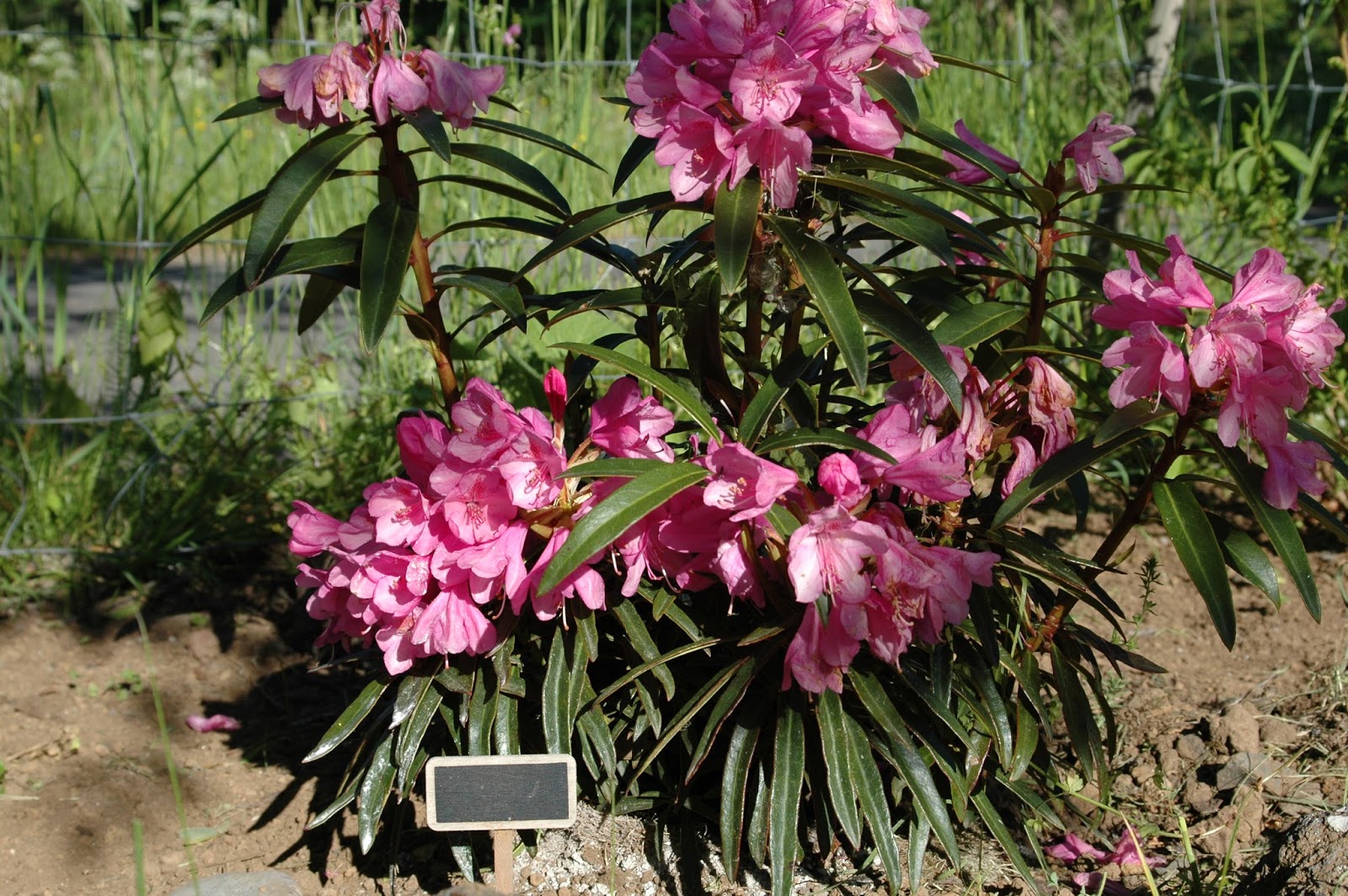 La Magie Du Printemps A Columbus