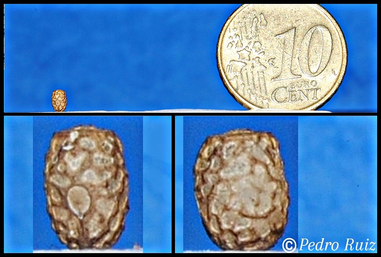 Huevo de Pseudophasma subapterum