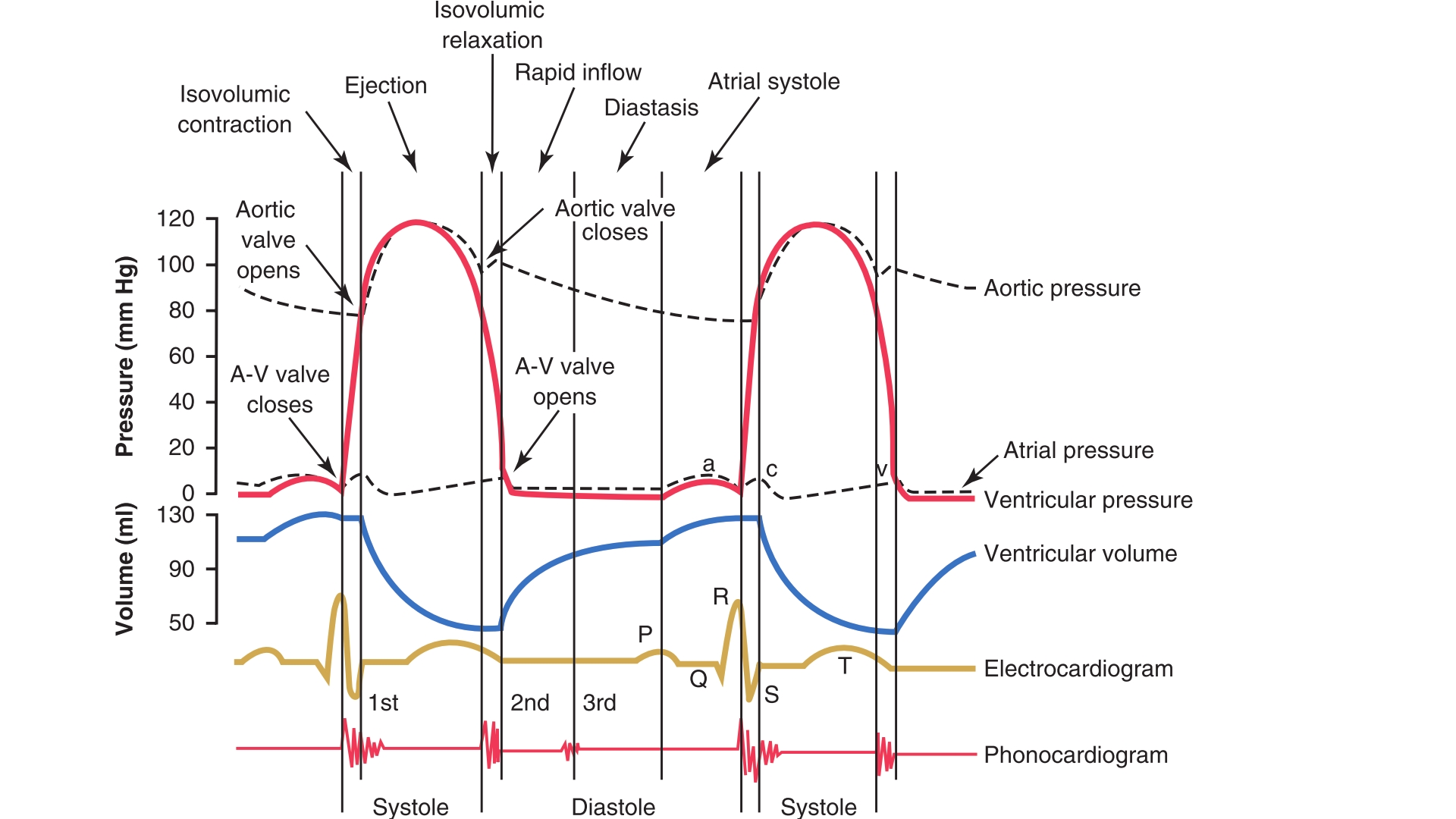Как изменяется сердечный цикл во время физической. Фазы сердечного цикла физиология. Схема сердечного цикла ЭКГ. Сердечный цикл диаграмма Уиггерса. Фаза цикла систола предсердий.