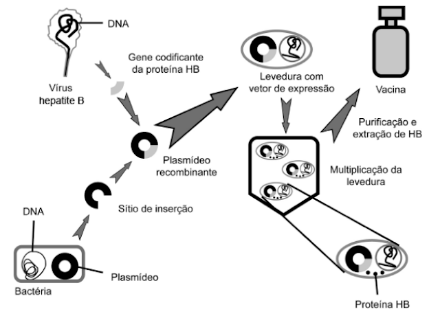 QUESTÕES DO ENEM - IMUNOLOGIA