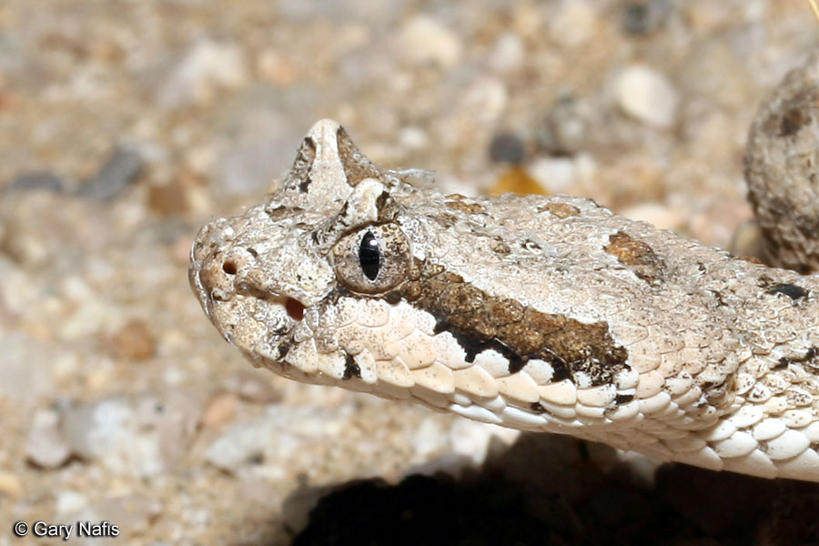 Snakes Snakes With Horns