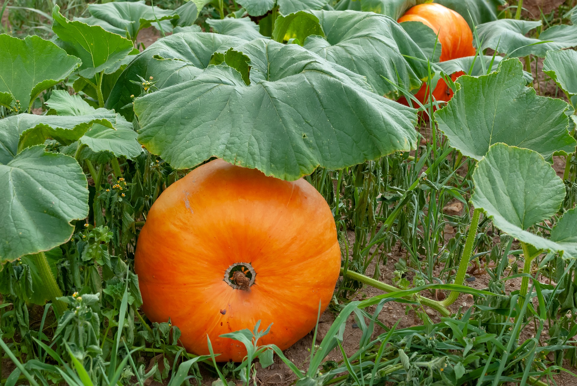 Fall Vegetable Gardens