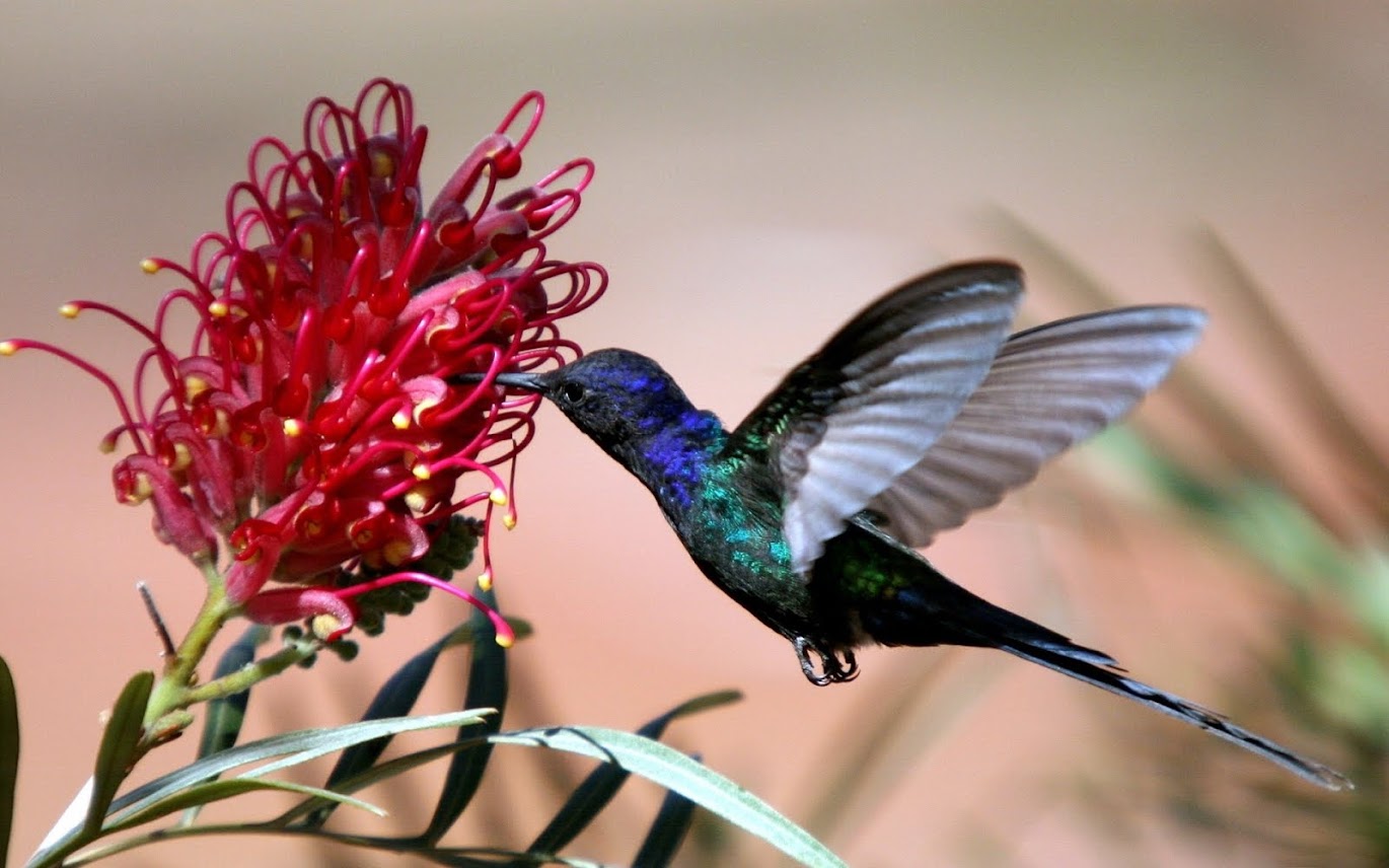 Colibrí.